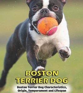 Boston Terrier Dog: Boston Terrier Dog Characteristics, Origin, Temperament and Lifespan