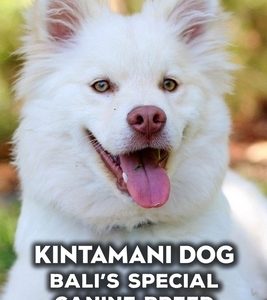 Kintamani Dog: Bali's Special Canine Breed: How Well Do You Know About Kintamani Dog?