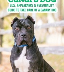 Canary Dog: Size, Appearance & Personality, Guide To Take Care of A Canary Dog: Canary Dog Breeds Book