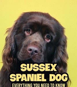 Sussex Spaniel Dog: Everything You Need to Know about Sussex Spaniel Dog Breed: Learn about Britain's Rarest Native Dog Breed