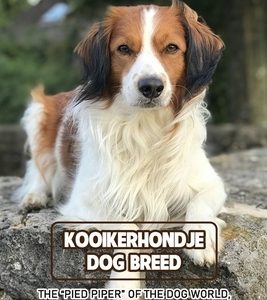 Kooikerhondje Dog Breed: The "Pied Piper" of The Dog World, Rare Outside of Europe: Kooikerhondje Breed Information, Characteristics and Heath