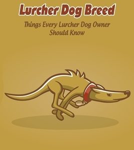Lurcher Dog Breed: Things Every Lurcher Dog Owner Should Know: Lurcher Dog Breed Facts, Highlights and Advice
