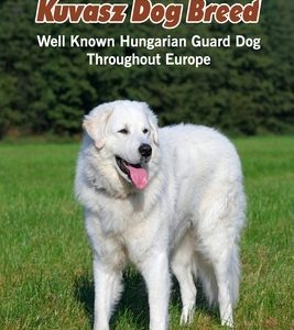 Kuvasz Dog Breed: Well Known Hungarian Guard Dog Throughout Europe: Kuvasz Dog Breed Facts and Personality Traits