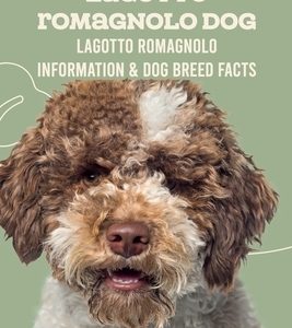Lagotto Romagnolo Dog: Lagotto Romagnolo Information & Dog Breed Facts: How Well Do You Know About Lagotto Romagnolo Dog?