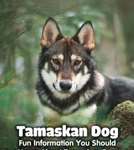 Tamaskan Dog: Fun Information You Should Know About Tamaskan Dog: Tamaskan Dog Information, Temperament, Puppies, Pictures