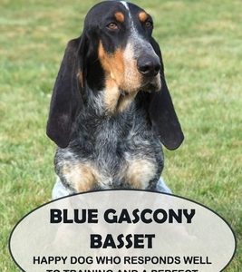 Blue Gascony Basset: Happy Dog Who Responds Well to Training and a Perfect Family Pet: Everything You Need To Know About Blue Gascony Basse