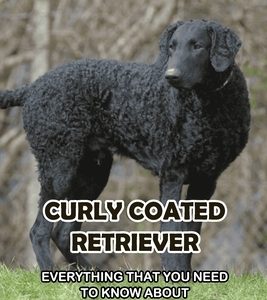 Curly Coated Retriever: Everything That You Need to Know About Curly Coated Retriever: How Well You Know ABout Curly Coated Retriever?