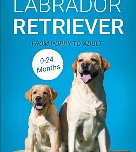 Labrador Retriever: From Puppy to Adult (0-24 Months)