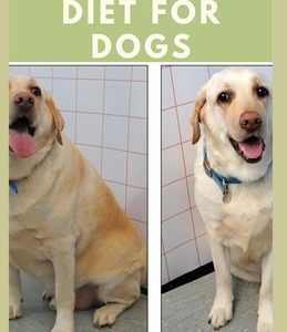 Weight Loss Diet for Dogs: Expert Diet Solution for Weight loss in Dogs to Keep Your Puppy Friend Fit, Active and Healthy