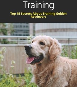 Golden Retriever Training: Top 15 Secrets About Training Golden Retrievers