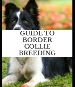 Guide to Border Collie Breeding: Border Collie was selectively bred for its skill in herding sheep, which includes its ability to use its eye to intim