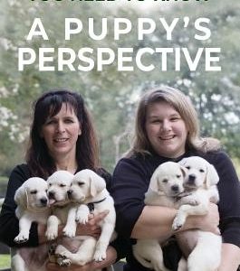 A Puppy's Perspective: 101 Puppy Training Tips You Need to Know