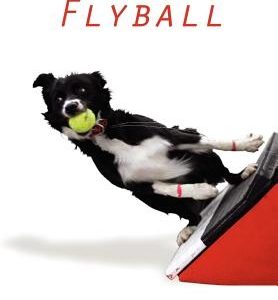 The Beginner's Guide to Flyball