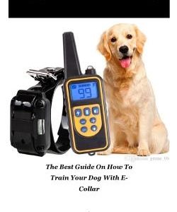 E-Collar Training: The best guide on how to train your dog with e-collar