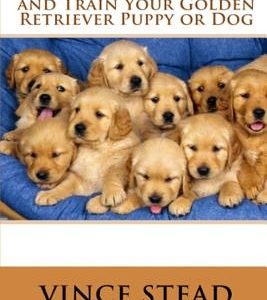 How to Understand and Train Your Golden Retriever Puppy or Dog