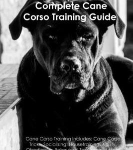 The Cane Corso Training Guide