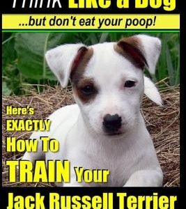 Jack Russell Terrier Training, Think Like a Dog, But Don't Eat your Poop!: Here's EXACTLY How To Train Your Jack Russell Terrier