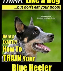 Blue Heeler, Blue Heeler Training, Think Like a Dog, But Don't Eat Your Poop!: 'paws on Paws Off' Blue Heeler Breed Expert Dog Training. Here's Exactl