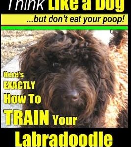 Labradoodle, Labradoodle Training AAA AKC: Think Like a Dog, But Don't Eat Your Poop! - Labradoodle Breed Expert Training: Here's EXACTLY How To TRAIN