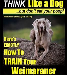 Weimaraner, Weimaraner Training AAA AKC: Think Like a Dog, But Don't Eat Your Poop! - Weimaraner Breed Expert Training: Here's EXACTLY How To TRAIN Yo
