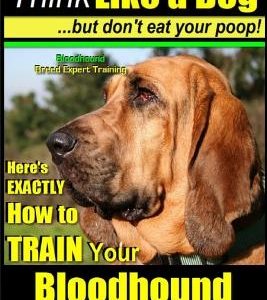Bloodhound, Bloodhound Training AAA Akc: - Think Like a Dog, But Don't Eat Your Poop! - Bloodhound Breed Expert Training -: Here's Exactly How to Trai