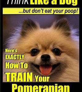 Pomeranian, Pomeranian Training AAA AKC: Think Like a Dog, but Don't Eat Your Poop! - Pomeranian Breed Expert Training -: Here's EXACTLY How to Train