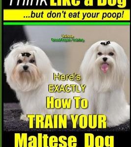 Maltese, Maltese Dog Training AAA AKC: Think Like a Dog But Don'T Eat Your Poop! - Maltese Breed Expert Training -: Here's EXACLTY How To TRAIN Your M