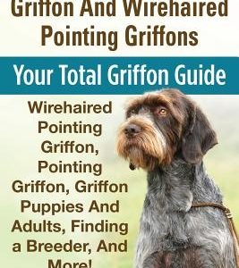 Wirehaired Pointing Griffon And Wirehaired Pointing Griffons: Your Total Griffon Guide Wirehaired Pointing Griffon, Pointing Griffon, Griffon Puppies
