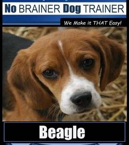 Beagle Training - Dog Training with the No Brainer Dog Trainer We Make It That Easy!: How to Easily Train Your Beagle
