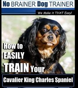 Cavalier King Charles Spaniel Training - Dog Training with the No Brainer Dog Trainer We Make it THAT Easy!: How to EASILY TRAIN Your Cavalier King Ch