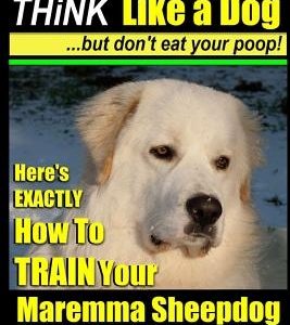 MAREMMA SHEEPDOG Maremma Sheepdog Training - Think Like a Dog but Don't Eat Your Poop!: Here's EXACTLY How to TRAIN Your Meremma Sheepdog