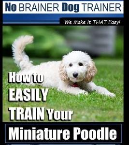 Miniature Poodle Training - Dog Training with the No BRAINER Dog TRAINER We Make it THAT Easy!: How to EASILY TRAIN Your Miniature Poodle