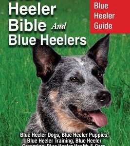 Blue Heeler Bible And Blue Heelers: Your Perfect Blue Heeler Guide Blue Heeler Dogs, Blue Heeler Puppies, Blue Heeler Training, Blue Heeler Grooming,