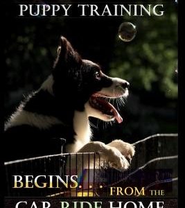 Border Collie Puppy Training Begins. . . From the Car Ride Home: Border Collie Puppy Training