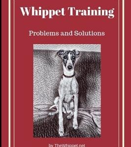 Whippet Training: Problems and Solutions