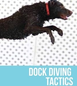 Dock Diving Tactics: Real World Dock Diving Tips That Work Like Crazy