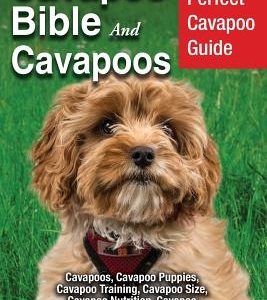 Cavapoo Bible And Cavapoos: Your Perfect Cavapoo Guide Cavapoos, Cavapoo Puppies, Cavapoo Training, Cavapoo Size, Cavapoo Nutrition, Cavapoo Healt