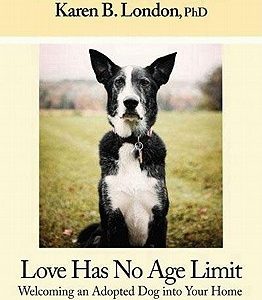 Love Has No Age Limit: Welcoming an Adopted Dog Into Your Home