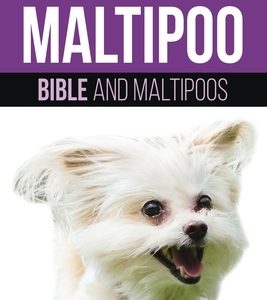 Maltipoo Bible And Maltipoos: Your Perfect Maltipoo Guide Maltipoo, Maltipoos, Maltipoo Puppies, Maltipoo Dogs, Maltipoo Breeders, Maltipoo Care, Ma