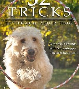 52 Tricks To Teach Your Dog