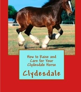 How to Raise and Care for Your Clydesdale Horse
