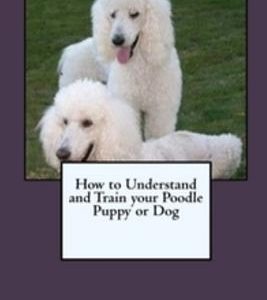 How to Understand and Train your Poodle Puppy or Dog