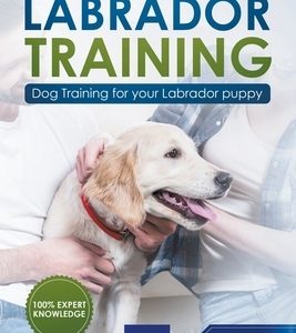Labrador Training: Dog Training for Your Labrador Puppy