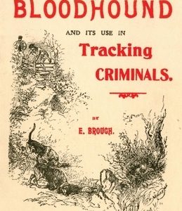The Bloodhound and its use in Tracking Criminals