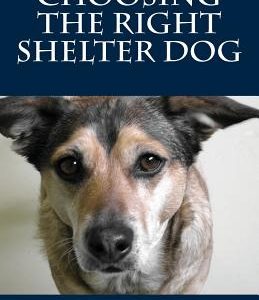 Choosing the Right Shelter Dog