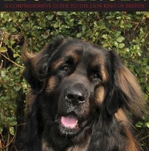 The Leonberger: A Comprehensive Guide to the Lion King of Breeds