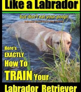 Think Like a Labrador, But Don't Eat Your Poop! - Labrador Breed Expert Dog Training -: Here's Exactly How to Train Your Labrador