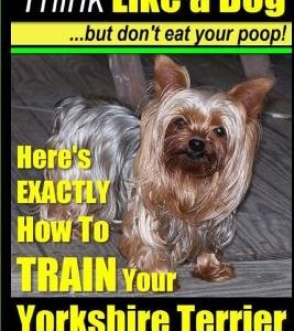 Yorshire Terrier, Yorshire Terrier Training AAA AKC: Think Like a Dog, But Don't Eat Your Poop!: Here's EXACTLY How To Train Your Yorshire Terrier