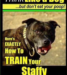 Staffy, Staffy Bull Terrier, Staffy Dog Training AAA AKC: Think Like a Dog But Don't Eat Your Poop!