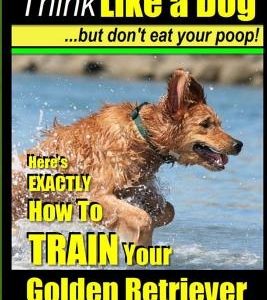 Golden Retriever, Golden Retriever Training AAA AKC - Think Like a Dog, but don': Here's EXACTLY How to TRAIN Your Golden Retriever